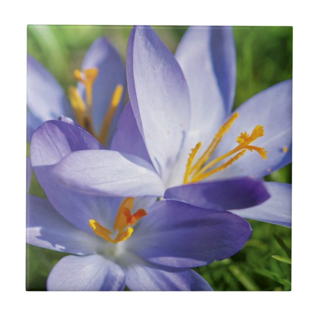 Crocus Fliese (Vorderseite)