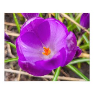 Crocus fotodruck