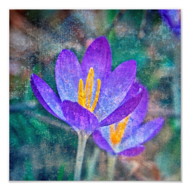 Crocus Fotodruck (Vorne)