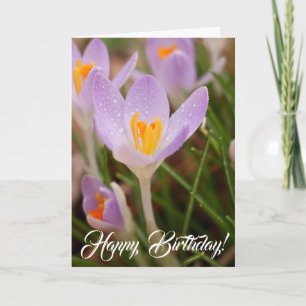 Crocus Geburtstagsglückwünsche Karte