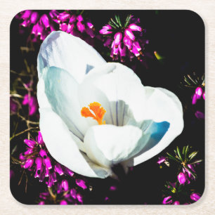 Crocus in Blume Bed Rechteckiger Pappuntersetzer