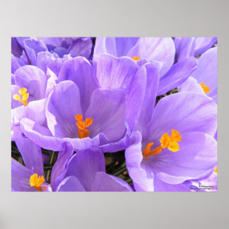Crocus Large Print Poster