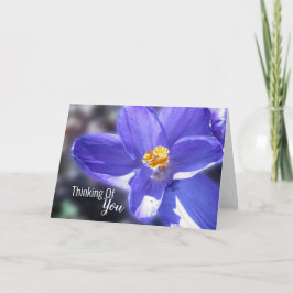 Crocus Lila Denken Karte