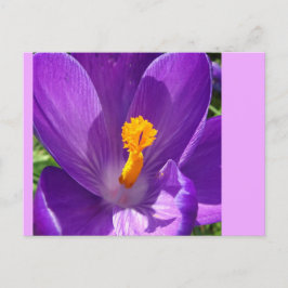 Crocus Nah-Up-DIY-Postkarte Postkarte