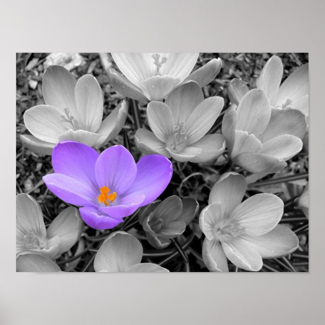 Crocus Poster (Vorne)