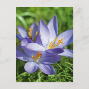 Crocus Postkarte