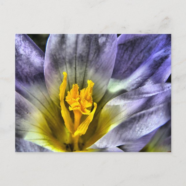 Crocus Postkarte (Vorderseite)