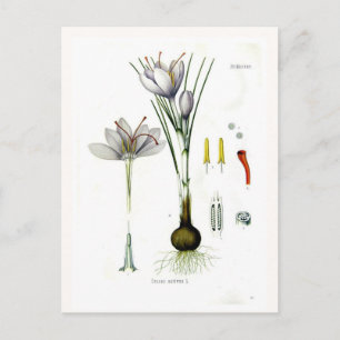 Crocus sativus postkarte