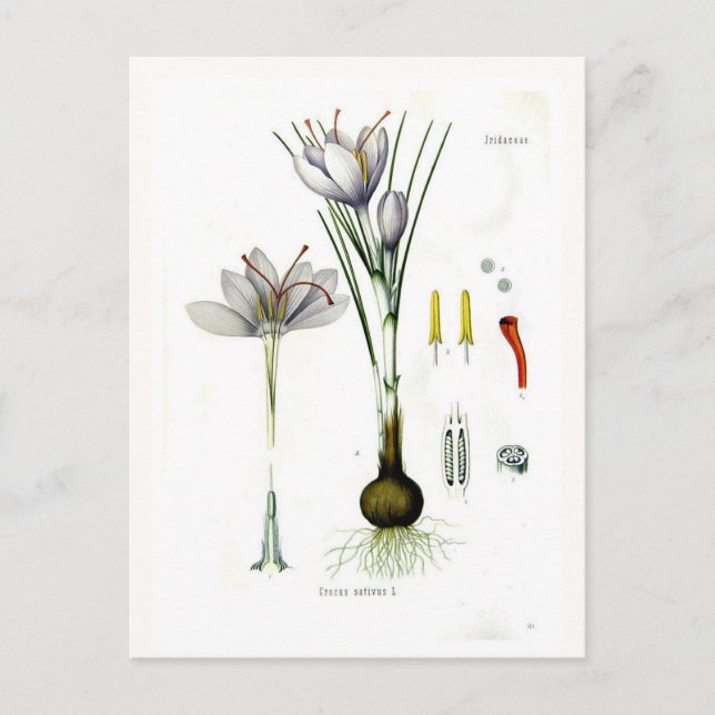 Crocus sativus postkarte (Vorderseite)