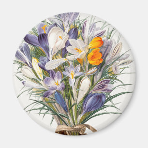Crocus Spring Blume Florenz Magnet