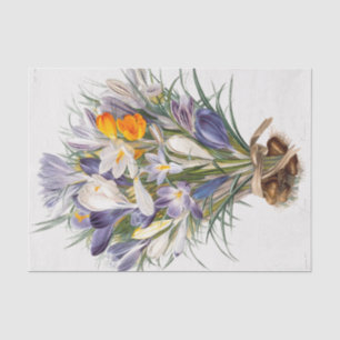 Crocus Spring Blume Florenz Seidenpapier