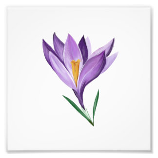 Crocus Spring Blume Fotodruck