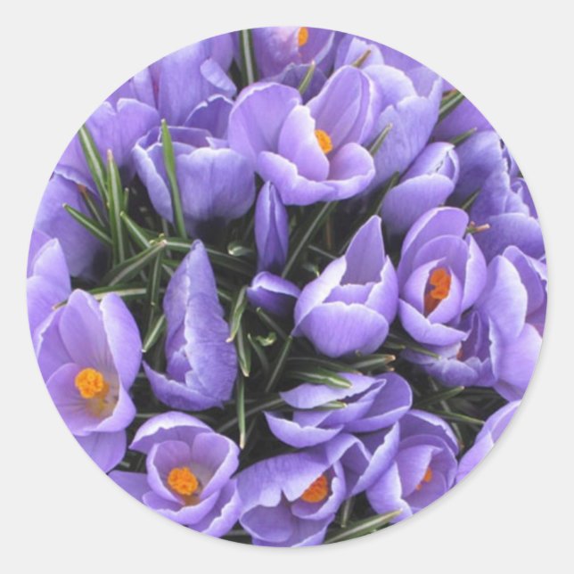 Crocus Sticker (Vorderseite)