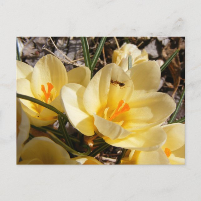 Crocus w/ant 111 ~ Postkarte (Vorderseite)