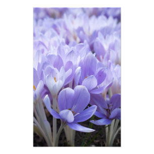Crocus Wrapped Canvas Print Fotodruck