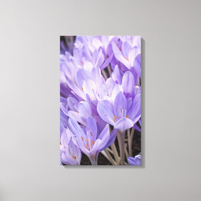 Crocus Wrapped Canvas Print Leinwanddruck (Vorderseite)