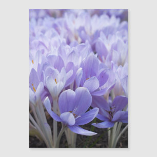 Crocus Wrapped Canvas Print Magnetkarte