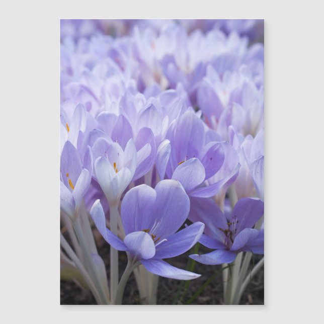 Crocus Wrapped Canvas Print Magnetkarte (Vorderseite)