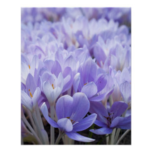 Crocus Wrapped Canvas Print Poster