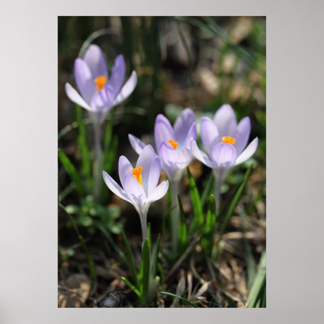 Crocuses Posters Poster (Vorne)