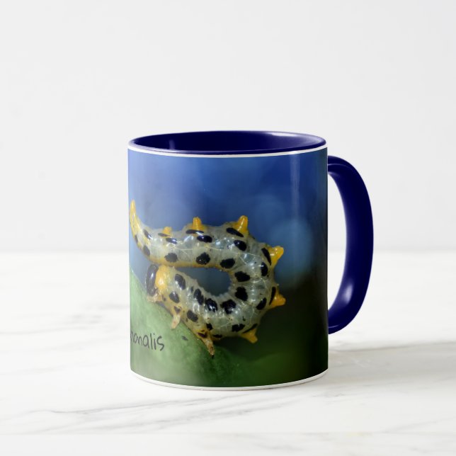 Croesus Septentrionalis Tasse (VorderseiteRechts)