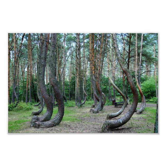 Crooked Forest - Polen Fotodruck (Vorne)