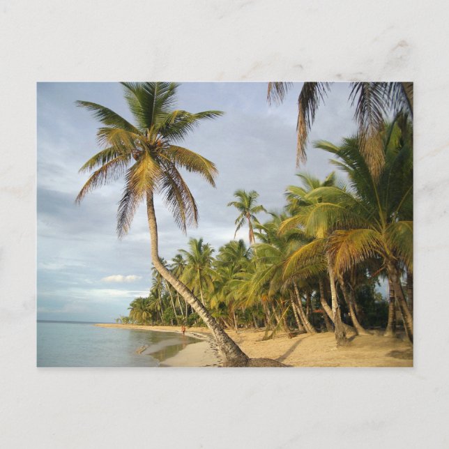 Crooked Palm Postkarte (Vorderseite)