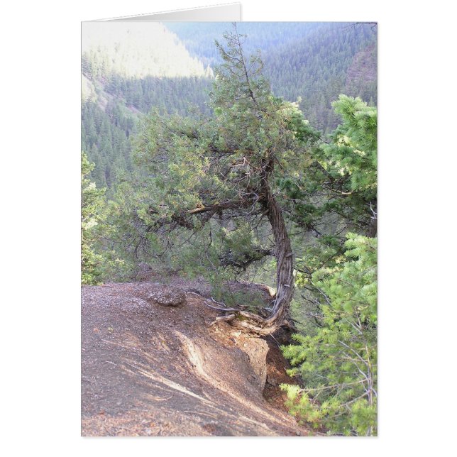 Crooked Tree (Vorne)