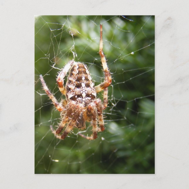 Cross Spider 132 ~ Postkarte (Vorderseite)