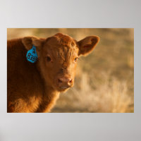 Crossbred Calf