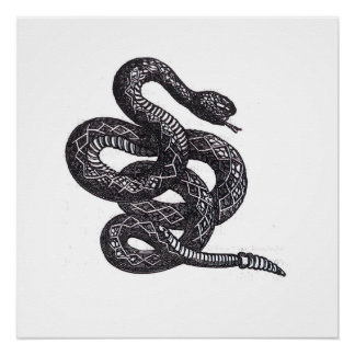 Crotalus Cascavella Schlange (Giftige Grubenotter) Poster