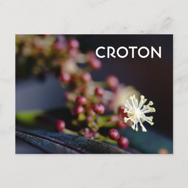 Crotons Blüte Postkarte (Vorderseite)