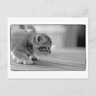 Crouching Kitten Postkarte