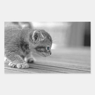 Crouching Kitten Rechteckiger Aufkleber