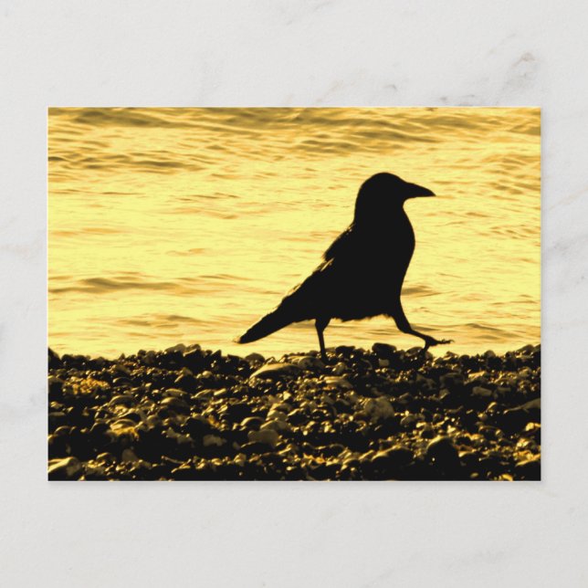 Crow am Strand Postkarte (Vorderseite)