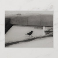 Crow and Water Puddle with Rooftop Reflections 3
