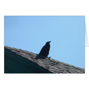 Crow auf Dach