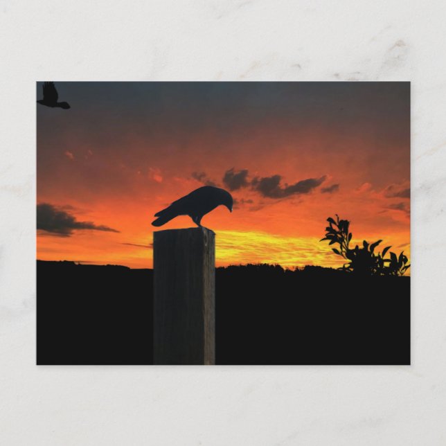 Crow bei Sonnenuntergang Postkarte (Vorderseite)