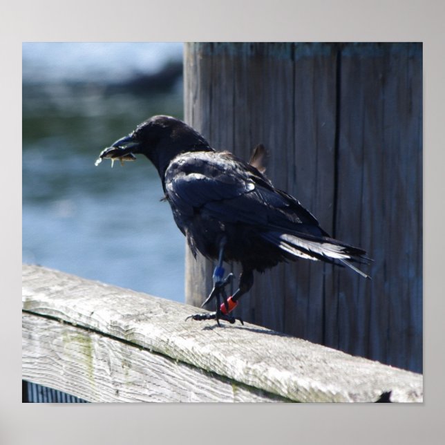 Crow-Fischerei Poster (Vorne)