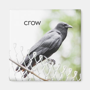 Crow Kühlschrank Magnet