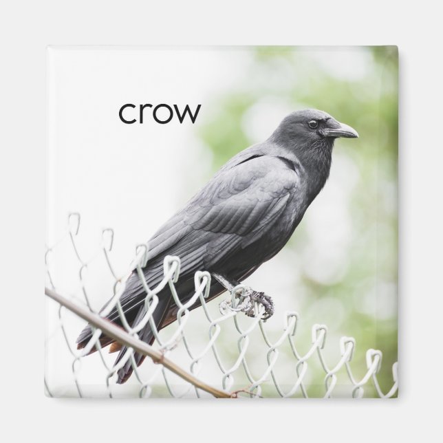 Crow Kühlschrank Magnet (Vorne)