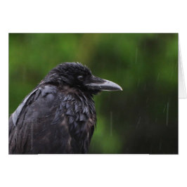 Crow oder Raven im Regen