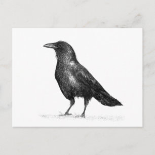 Crow Postkarte