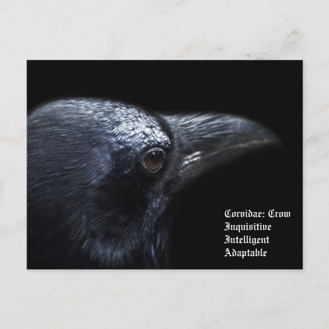 Crow Postkarte (Vorderseite)