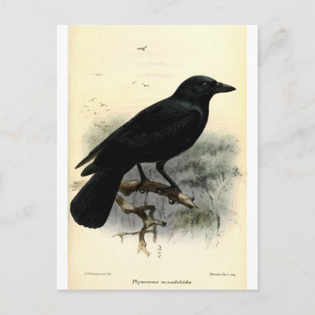 Crow Postkarte (Vorderseite)
