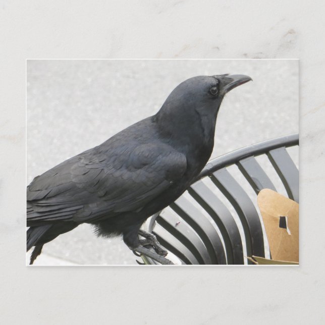Crow Postkarte (Vorderseite)