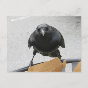 Crow Postkarte