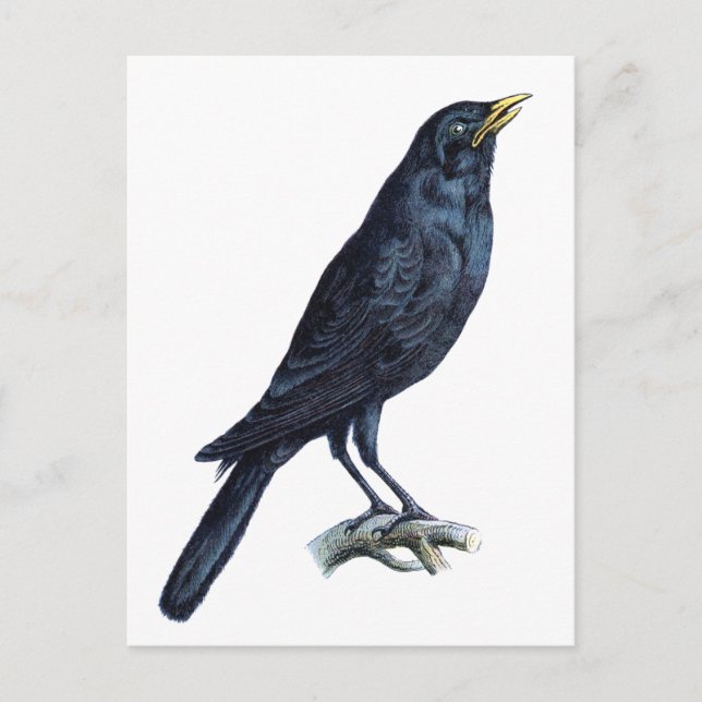 Crow Postkarte (Vorderseite)