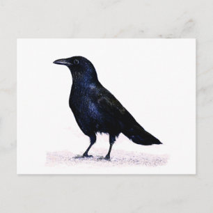 Crow Postkarte