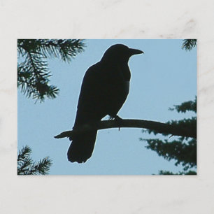 Crow sitzend in Baum Postkarte